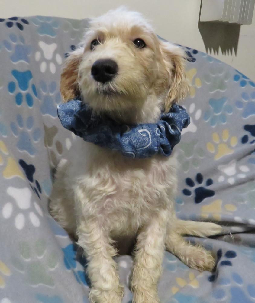 Sidney, a Adoptable mixed breed in Crown Point, IN image 4/6