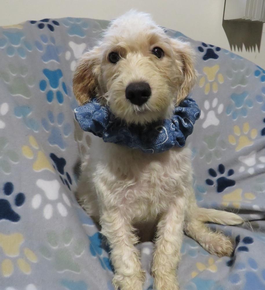 Sidney, a Adoptable mixed breed in Crown Point, IN image 5/6