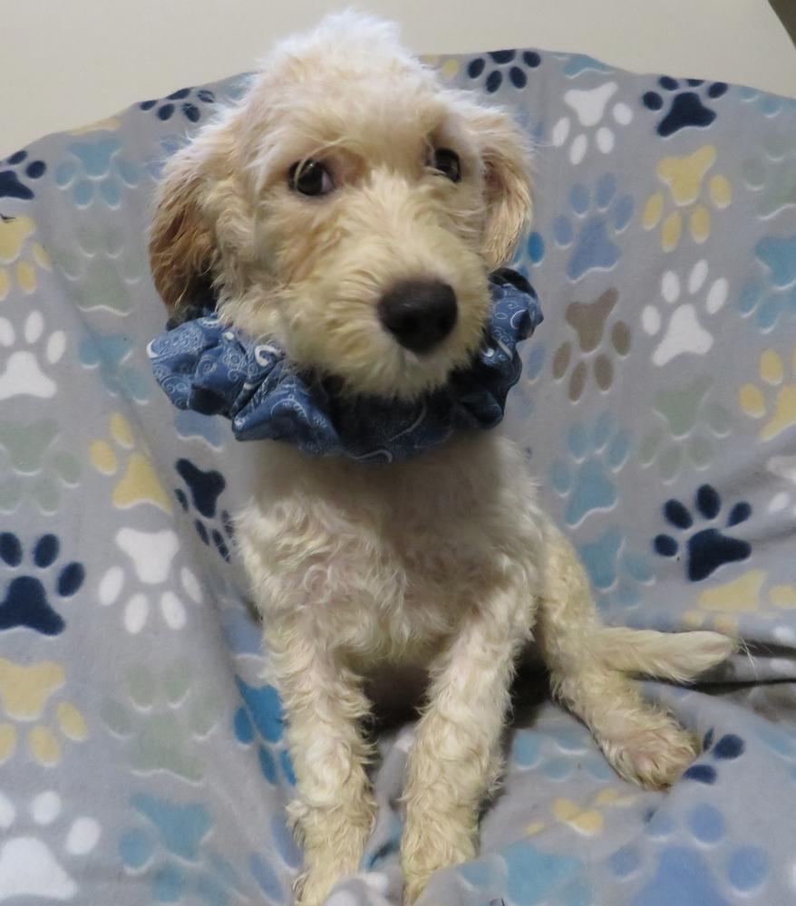 Sidney, a Adoptable mixed breed in Crown Point, IN image 2/6