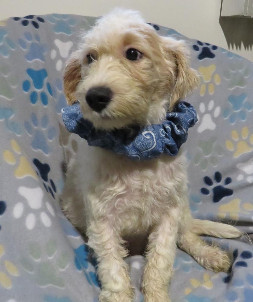 Sidney, a Adoptable mixed breed in Crown Point, IN image 6/6