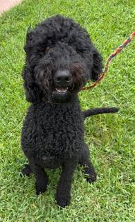 Toussaint, an adopted Goldendoodle in Longwood, FL image 4/4