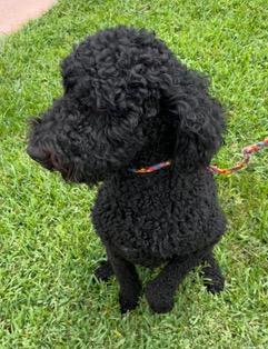 Toussaint, an adopted Goldendoodle in Longwood, FL image 3/4