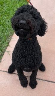Toussaint, an adopted Goldendoodle in Longwood, FL image 2/4