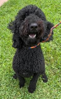 Toussaint, an adopted Goldendoodle in Longwood, FL image 1/4