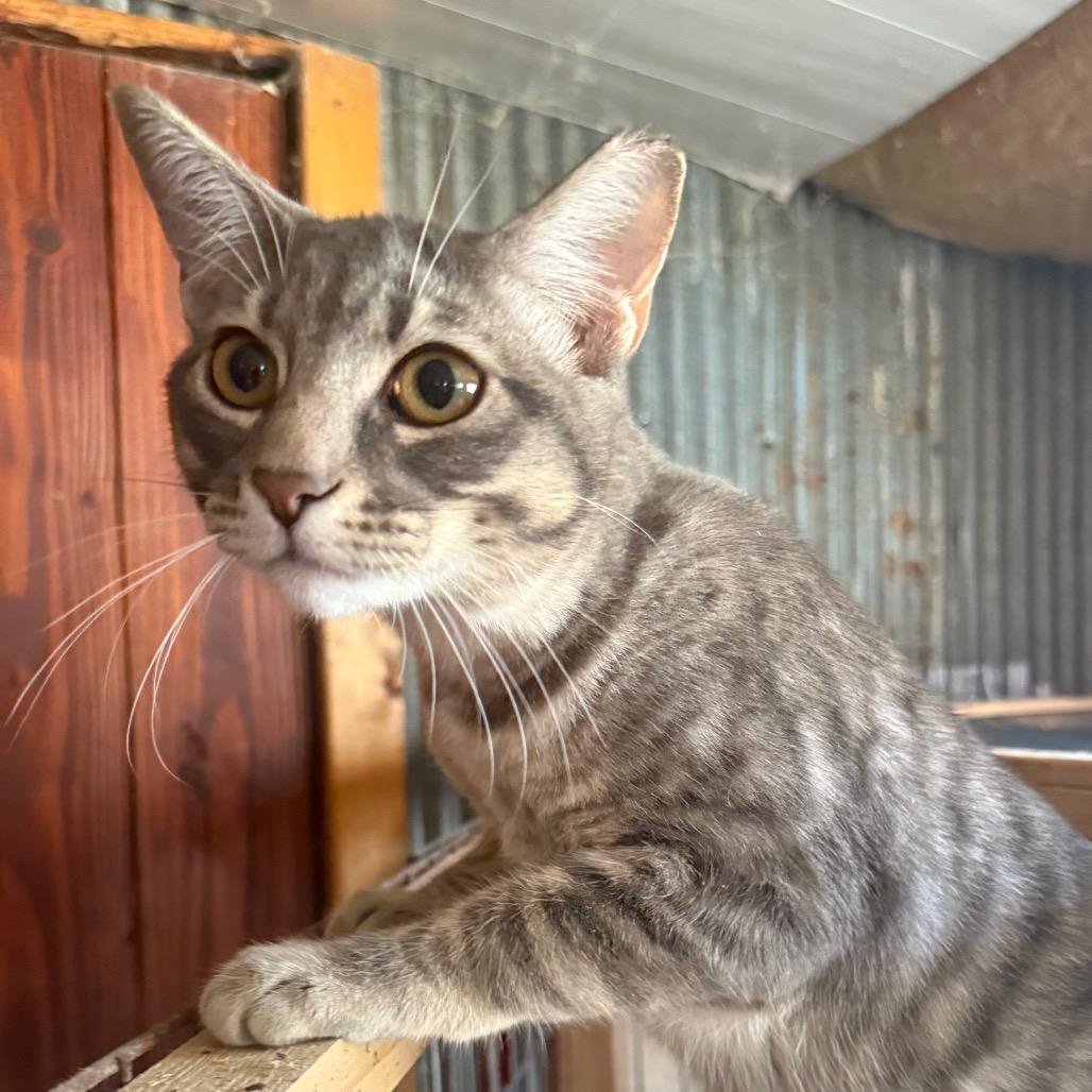 925 Sterling Silver, Adoptable, Young Female Domestic Short Hair.