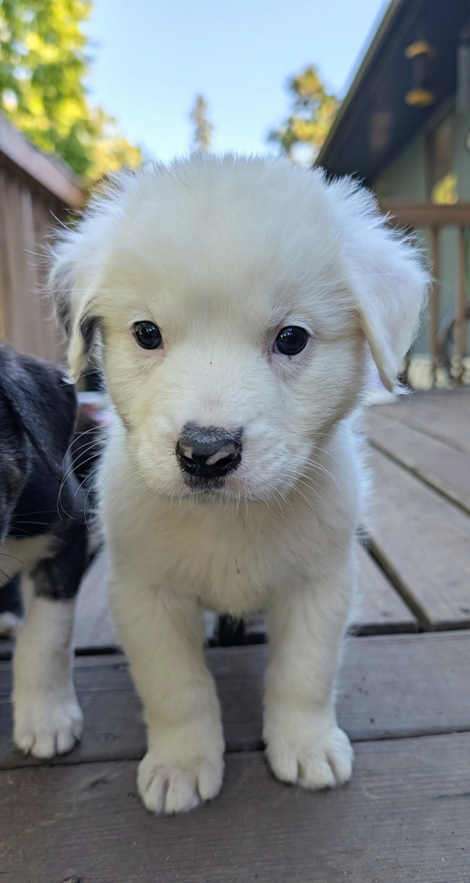 Cheddar, Adoptable, Adult Male Great Pyrenees.