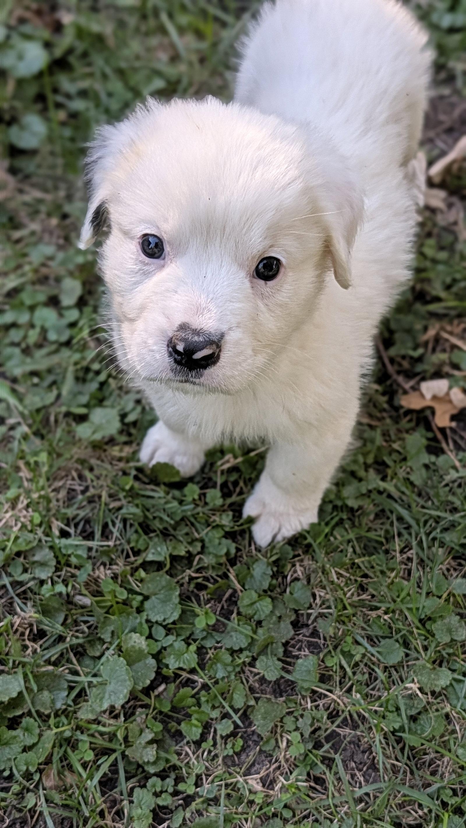 Enlarge Cheddar, a Adoptable Great Pyrenees in Brooklyn Center, MN image 2/3