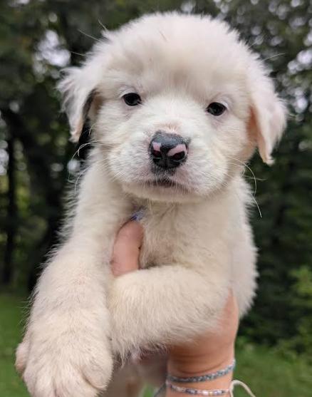 Enlarge Cheddar, a Adoptable Great Pyrenees in Brooklyn Center, MN image 3/3