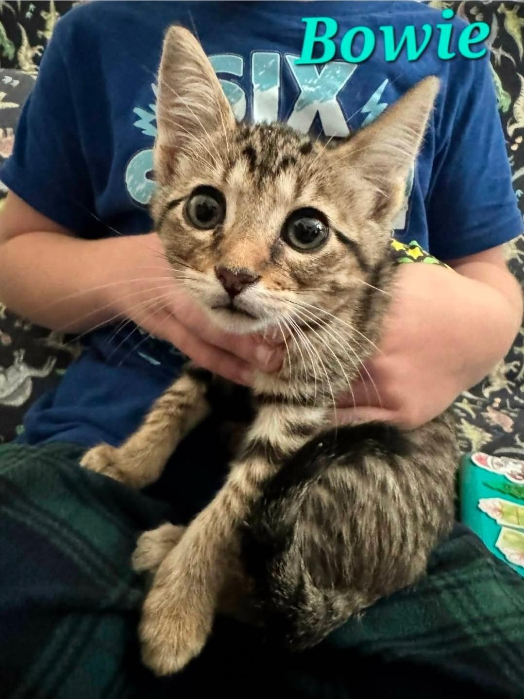 Bowie, ADOPTABLE, Kitten Male Domestic Short Hair.