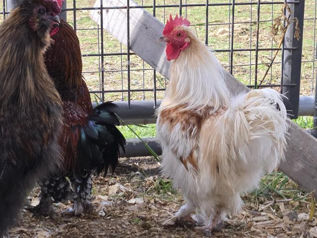 Enlarge A348332, a Adoptable Chicken in Auburn, CA image 1/1