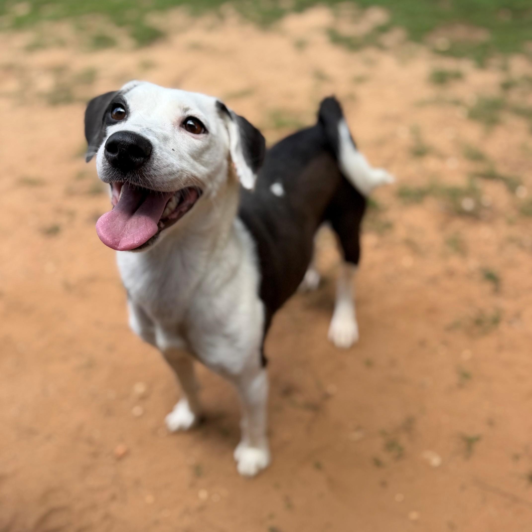 Enlarge Dolly, a ADOPTABLE mixed breed in Summerdale, AL image 1/1