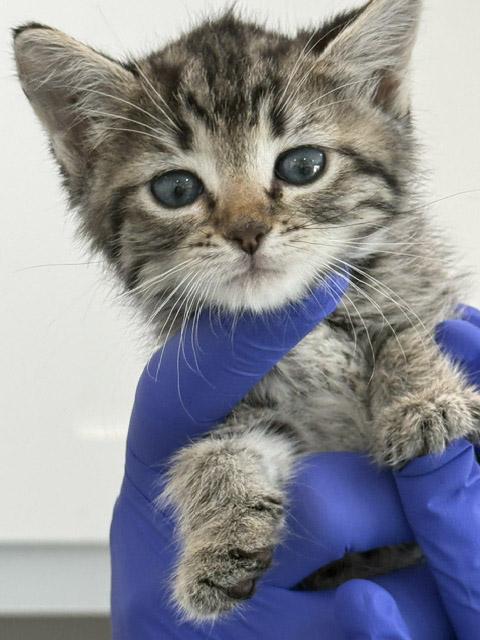7 week old kittens (2) - reserve yours today, ADOPTABLE, Kitten Female Domestic Medium Hair.