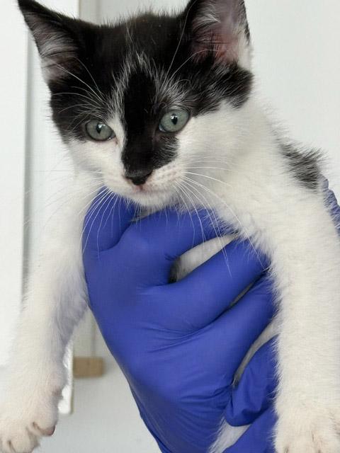 Enlarge 7 week old kittens (2) - reserve yours today, a ADOPTABLE Domestic Medium Hair in Santa Maria, CA image 2/5