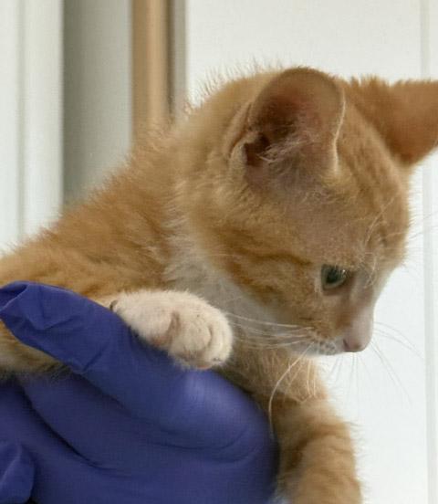 Enlarge 7 week old kittens (2) - reserve yours today, a ADOPTABLE Domestic Medium Hair in Santa Maria, CA image 3/5