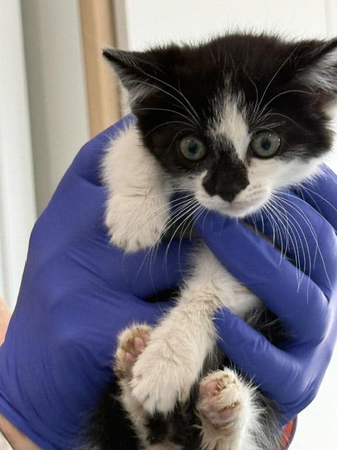 Enlarge 7 week old kittens (2) - reserve yours today, a ADOPTABLE Domestic Medium Hair in Santa Maria, CA image 4/5