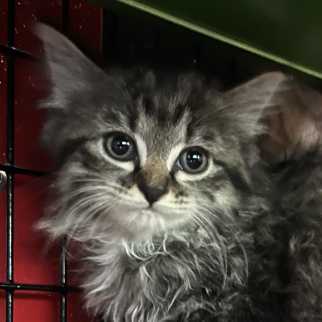 Beauty, Adoptable, Kitten Female Domestic Long Hair.