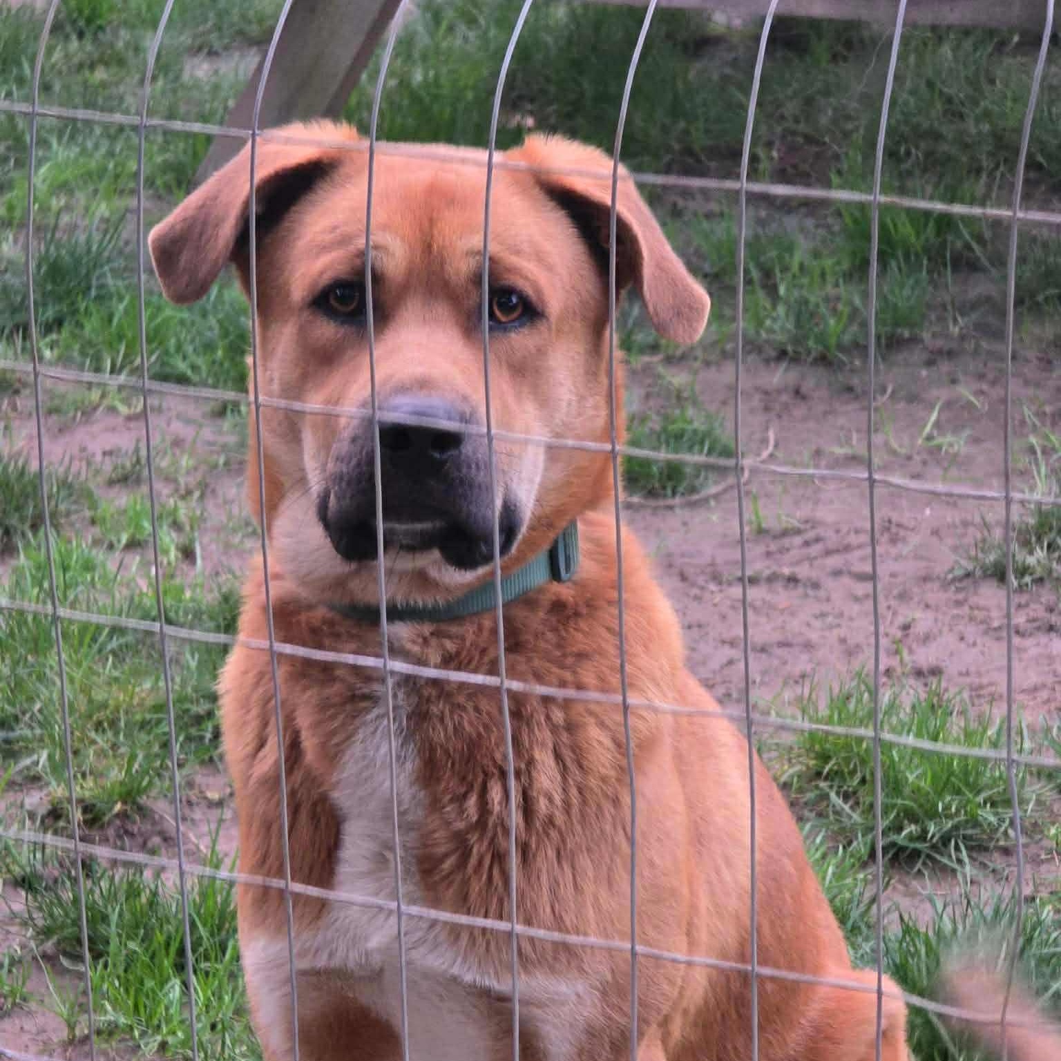 Enlarge Teddy, a ADOPTABLE mixed breed in Bend, OR image 5/5