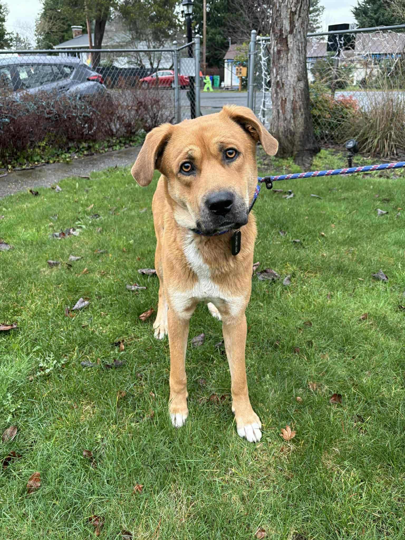 Enlarge Teddy, a ADOPTABLE mixed breed in Bend, OR image 4/5
