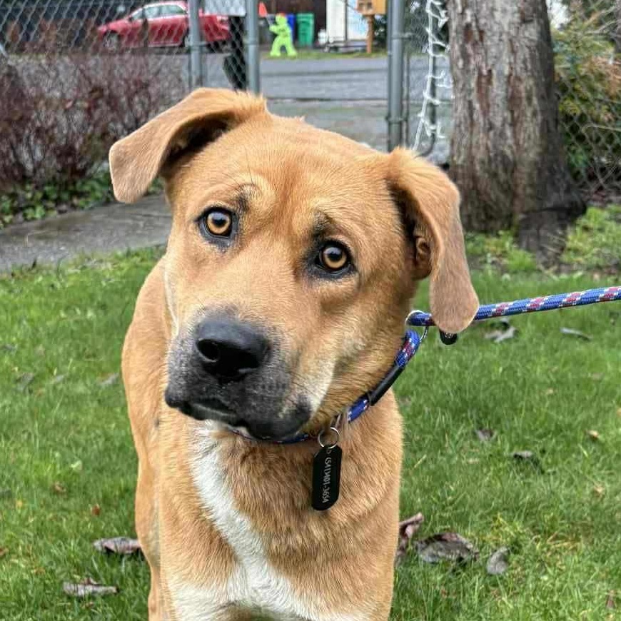 Enlarge Teddy, a ADOPTABLE mixed breed in Bend, OR image 3/5