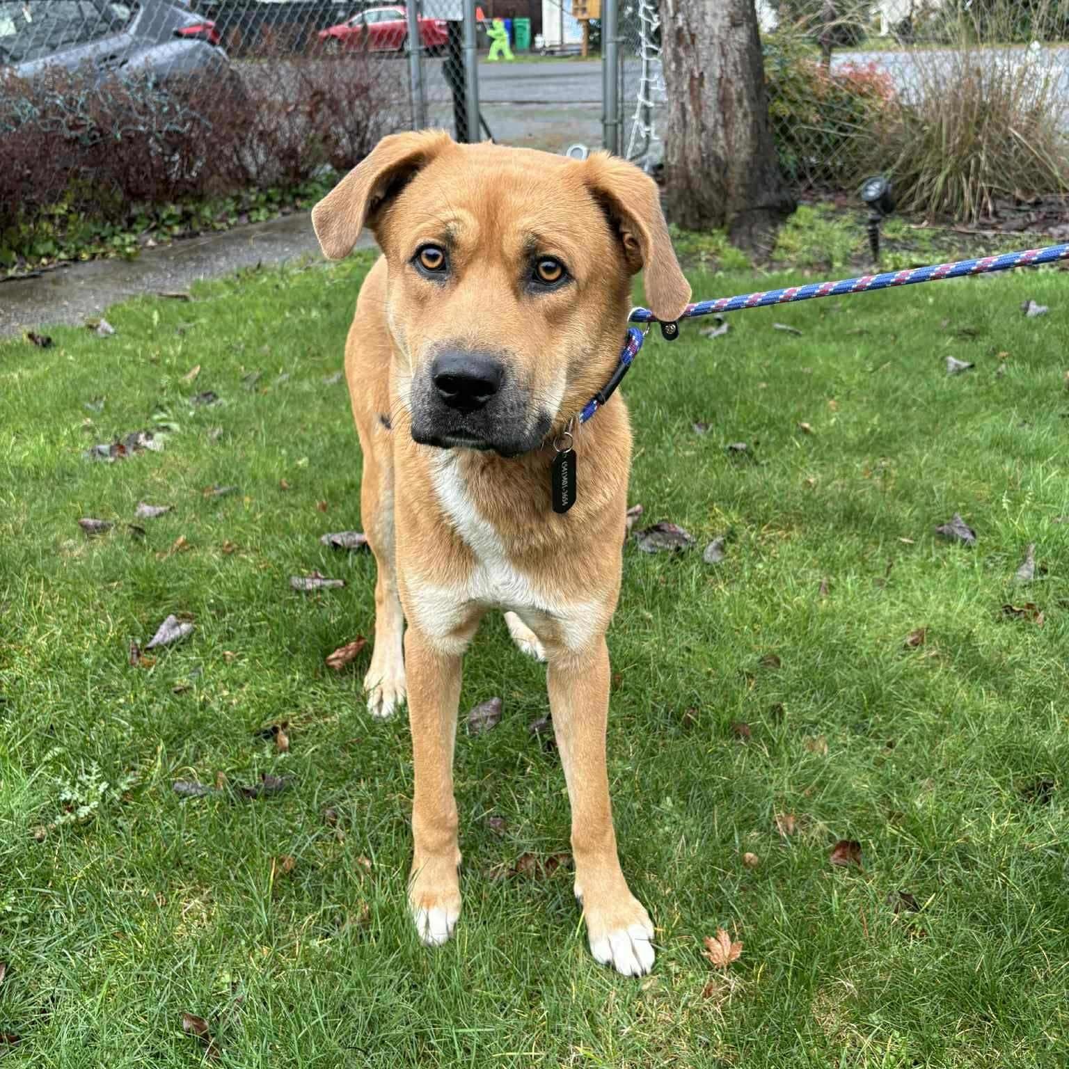 Teddy, ADOPTABLE, Adult Male Rhodesian Ridgeback & Yellow Labrador Retriever.