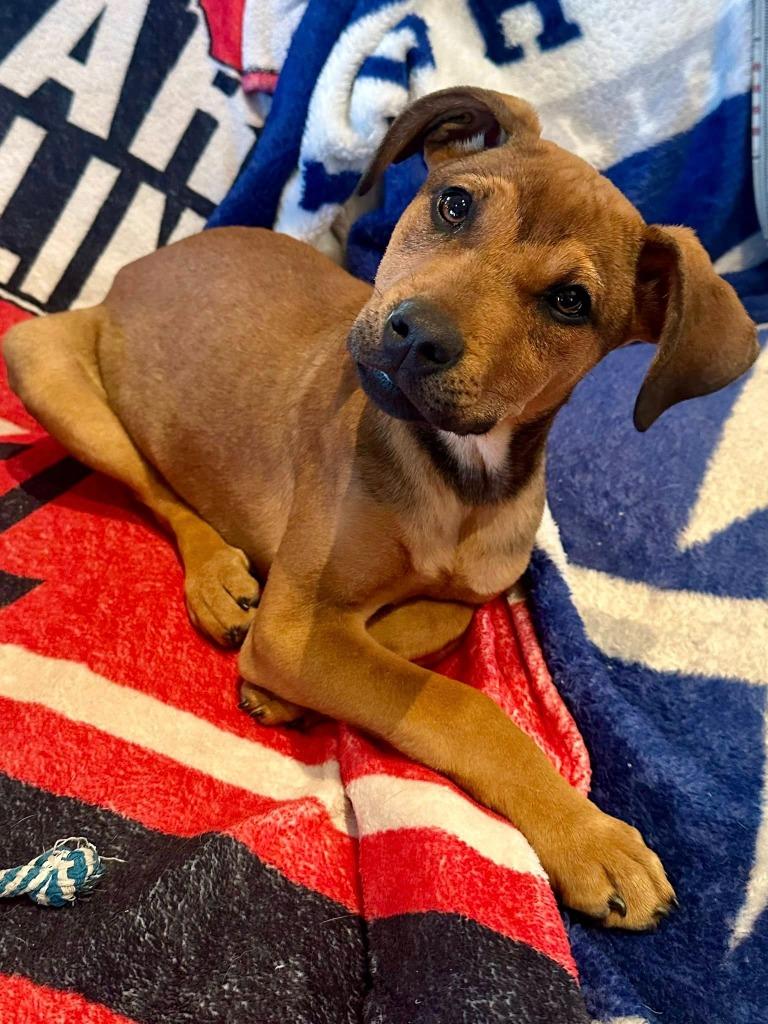 Enlarge Juliet, a Adoptable mixed breed in Libertyville, IL image 1/4