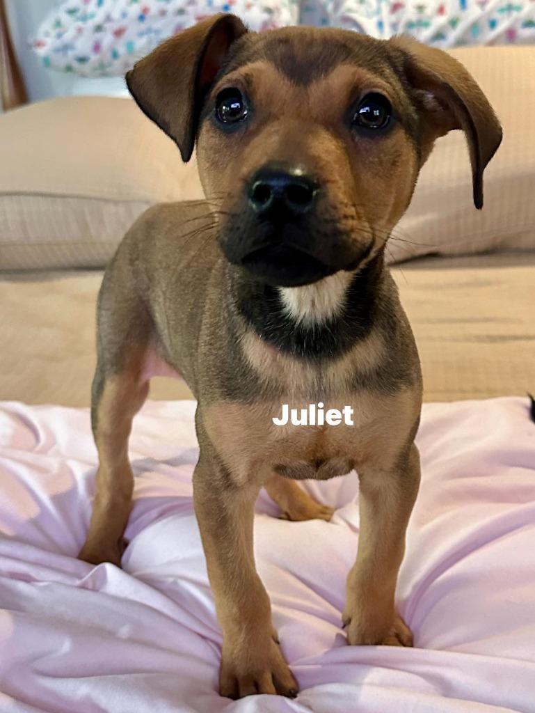 Juliet — thumbnail 2