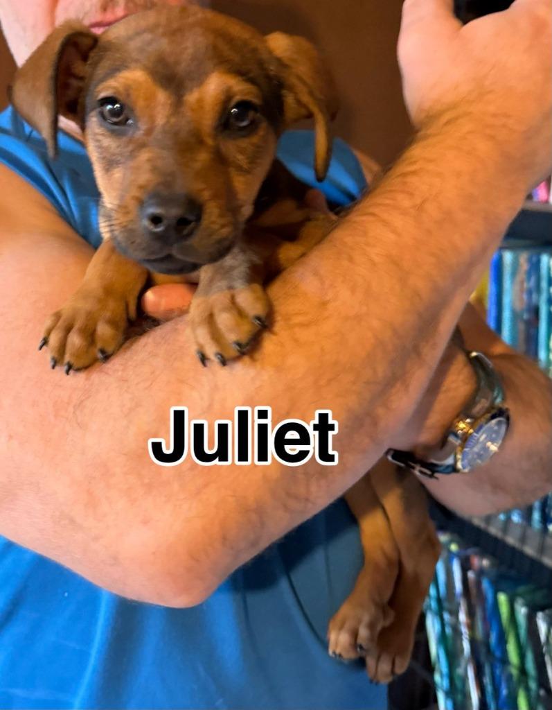 Enlarge Juliet, a Adoptable mixed breed in Libertyville, IL image 3/4