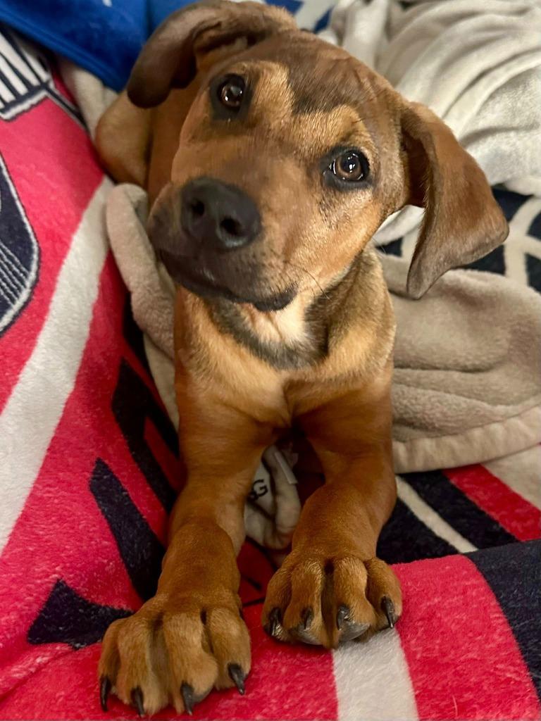 Enlarge Juliet, a Adoptable mixed breed in Libertyville, IL image 4/4