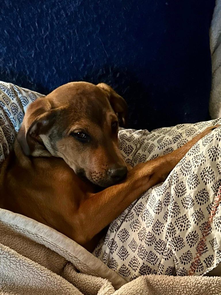 Enlarge Juliet, a Adoptable mixed breed in Libertyville, IL image 5/6