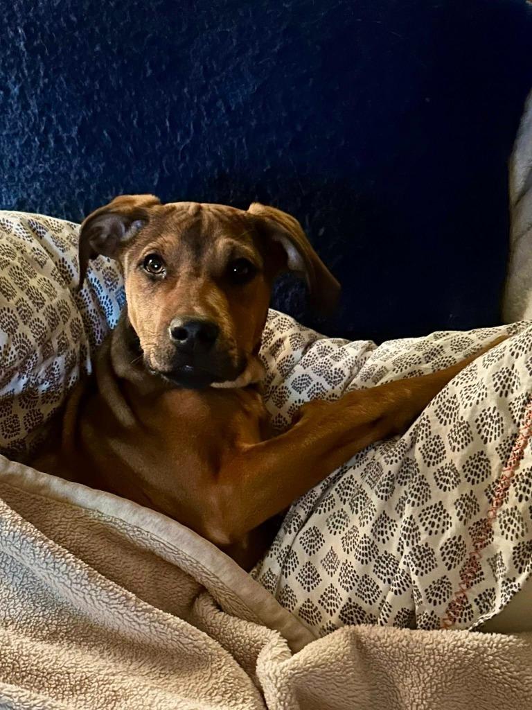 Enlarge Juliet, a Adoptable mixed breed in Libertyville, IL image 6/6