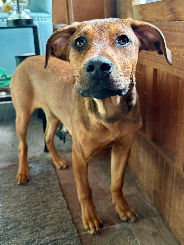 Juliet, a Adoptable mixed breed in Libertyville, IL image 6/6