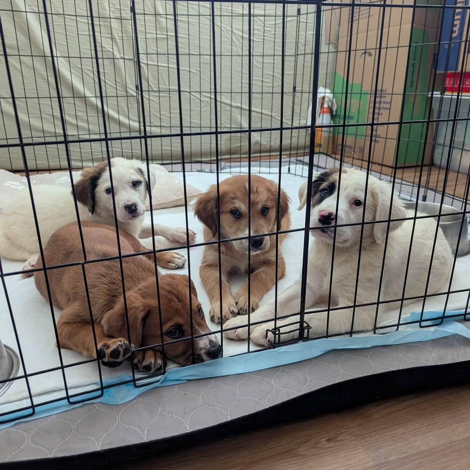 Enlarge Jules, an adopted mixed breed in Sierra Vista, AZ image 2/2