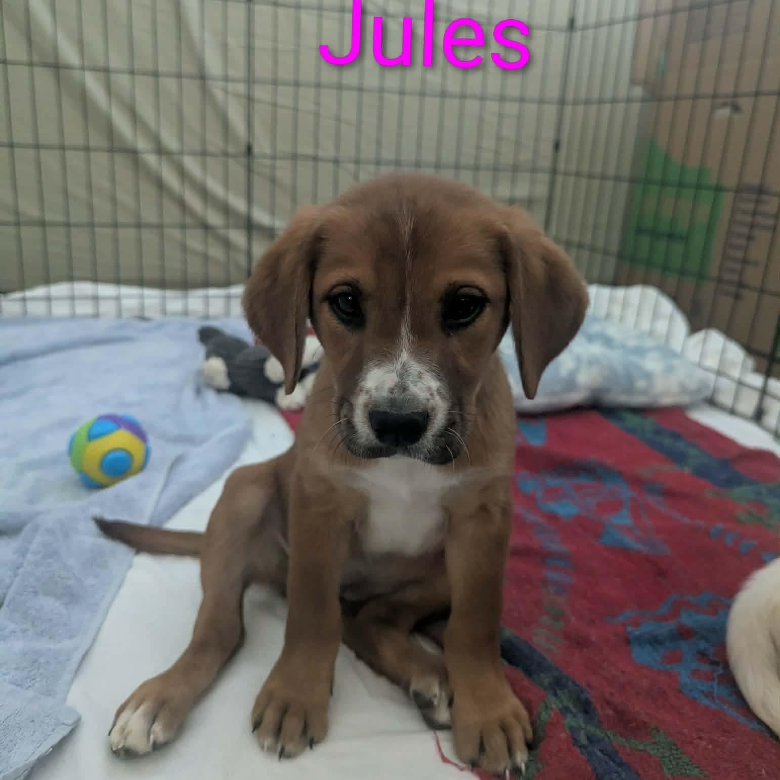 Jules, adopted, Puppy Female Great Pyrenees & Golden Retriever.