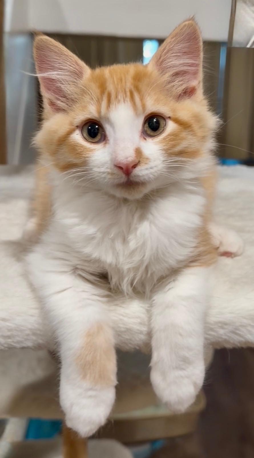 Enlarge Mombo, an adopted Tabby in Oakley, CA image 1/3