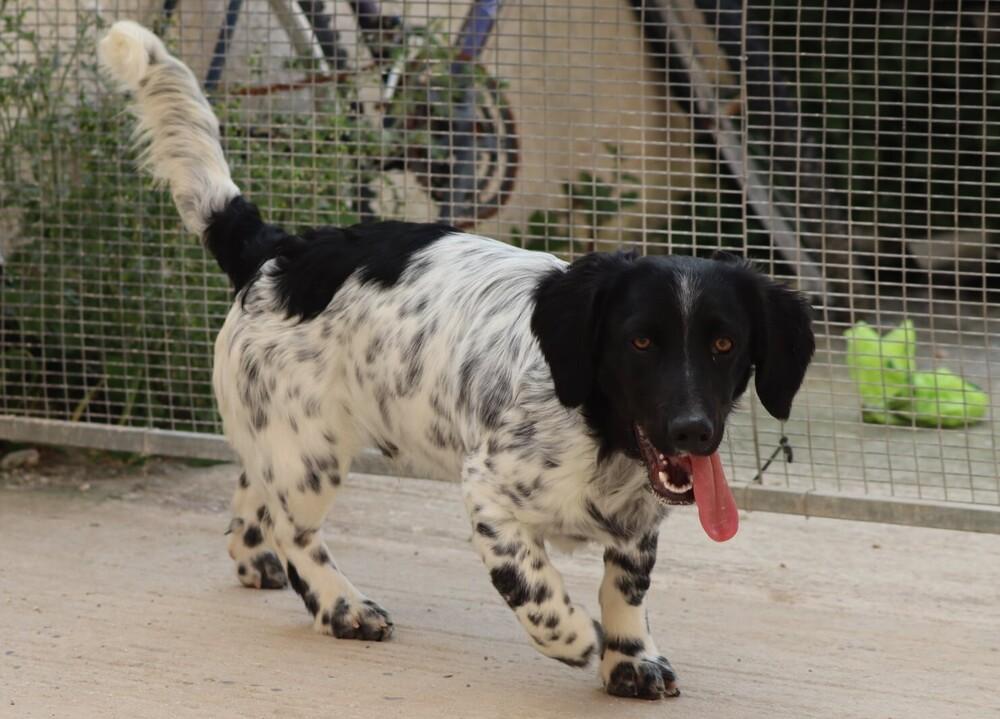 Enlarge Available for Adoption - Averell (MI, USA), a Adoptable mixed breed in Chelsea, MI image 1/6