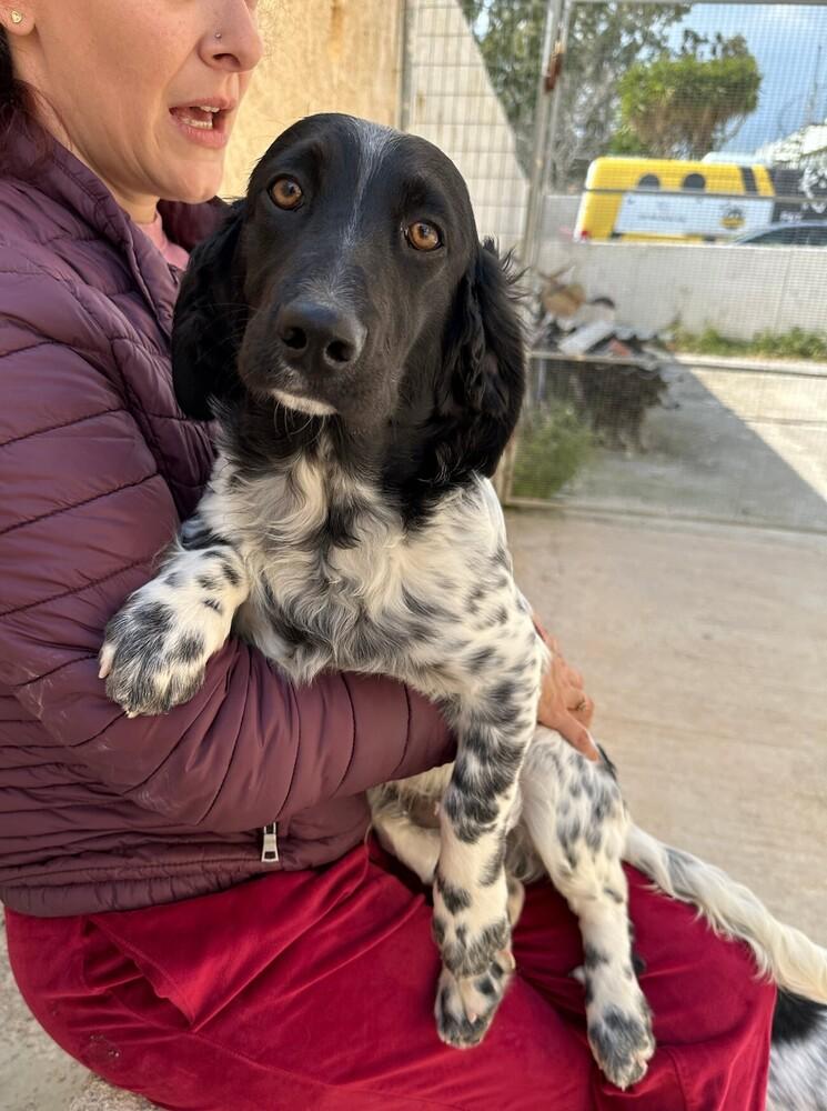 Enlarge Available for Adoption - Averell (MI, USA), a Adoptable mixed breed in Chelsea, MI image 2/6