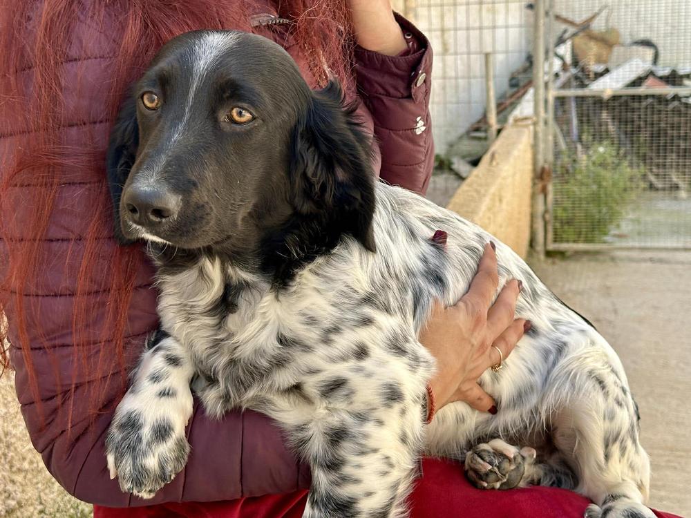 Enlarge Available for Adoption - Averell (MI, USA), a Adoptable mixed breed in Chelsea, MI image 3/6