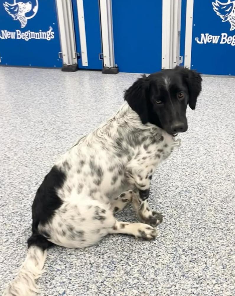 Enlarge Available for Adoption - Averell (MI, USA), a Adoptable mixed breed in Chelsea, MI image 4/6