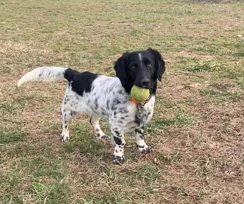 Enlarge Available for Adoption - Averell (MI, USA), a Adoptable mixed breed in Chelsea, MI image 5/6