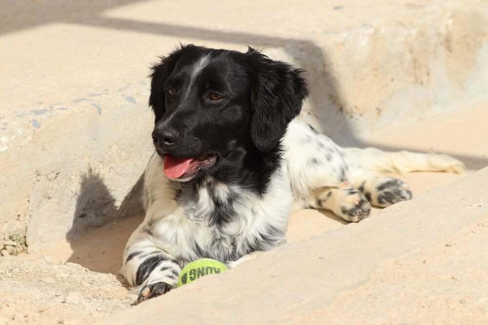 Enlarge Available for Adoption - Averell (MI, USA), a Adoptable mixed breed in Chelsea, MI image 6/6
