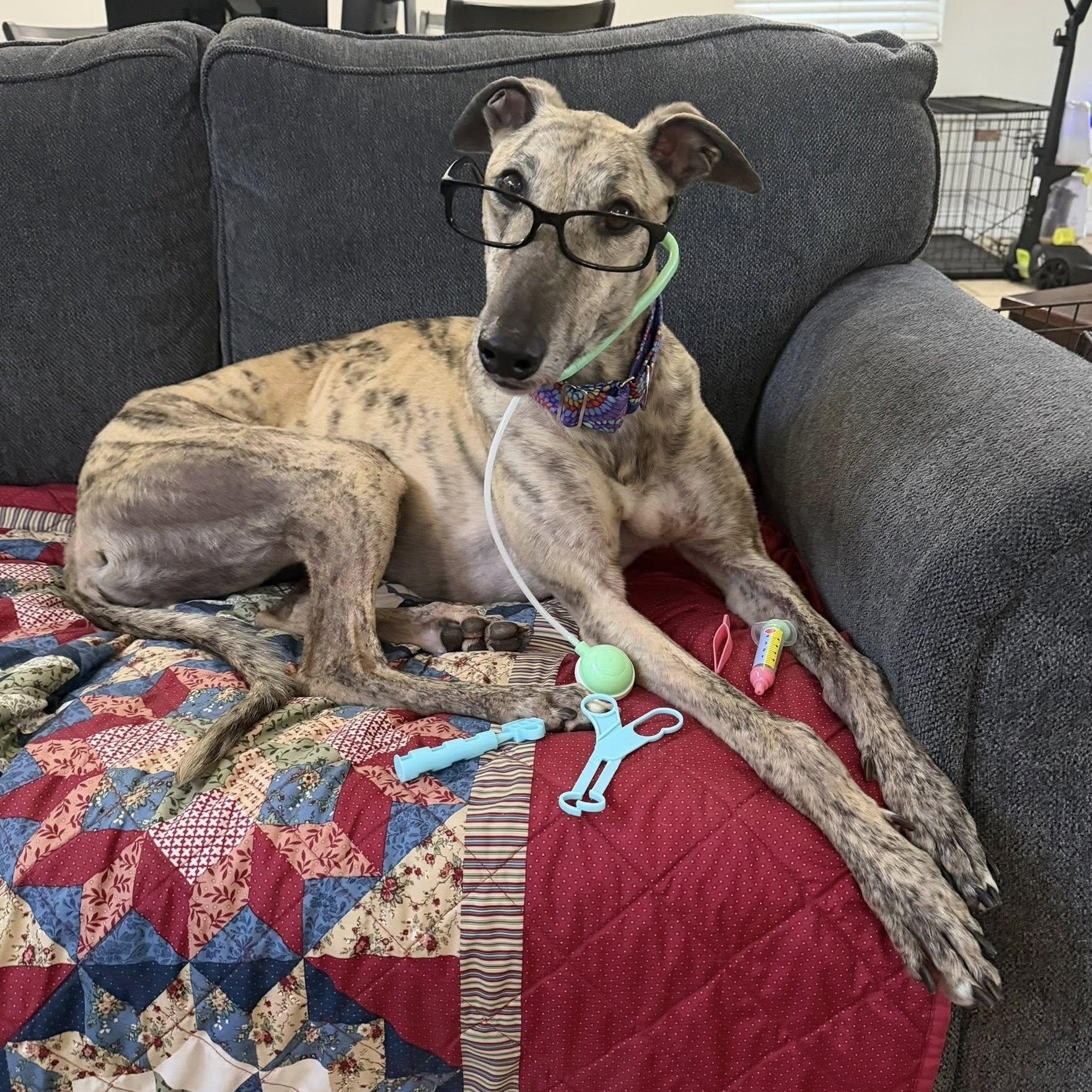 Slippy Thriller (Phil), a ADOPTABLE Greyhound in North Port, FL image 1/3
