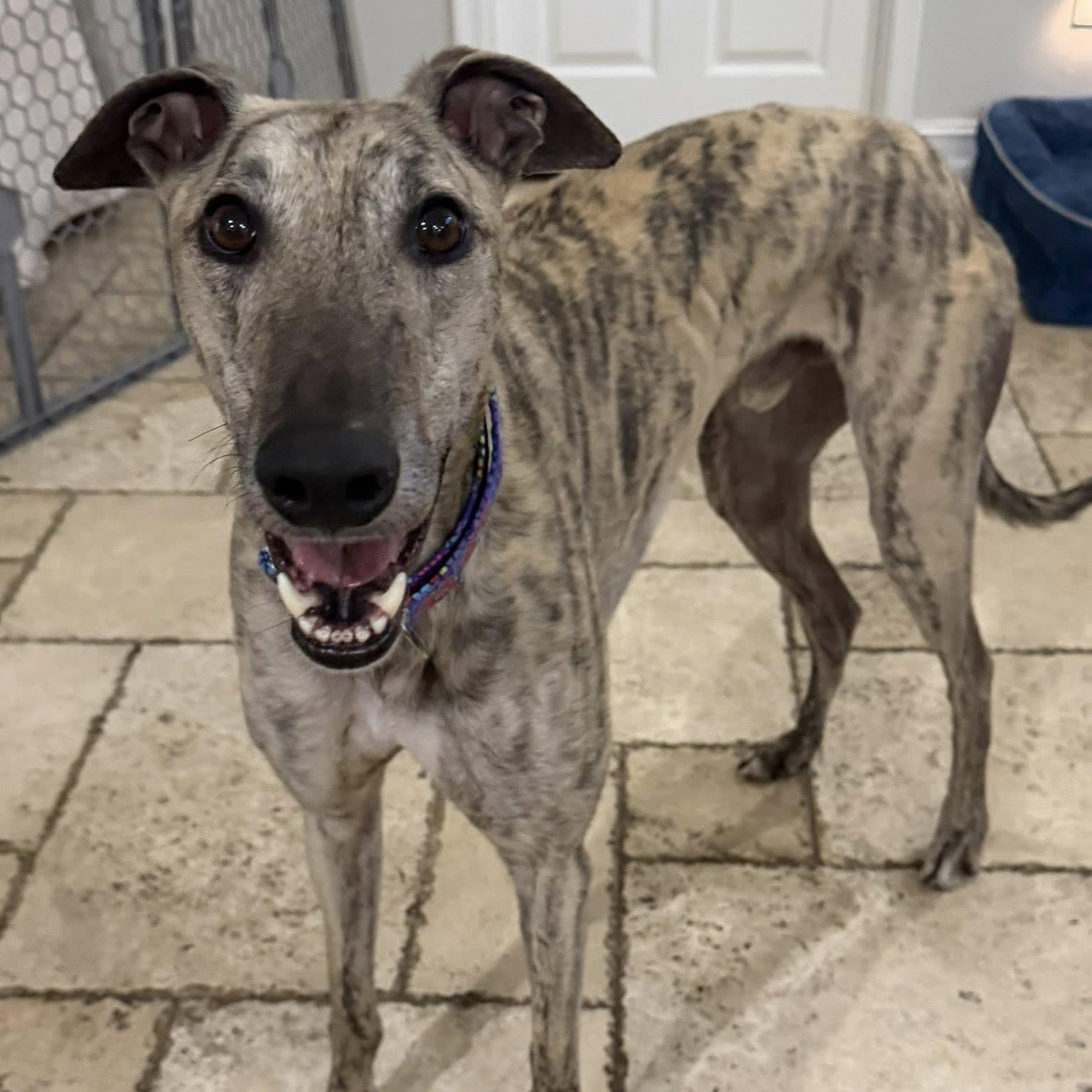 Slippy Thriller (Phil), a ADOPTABLE Greyhound in North Port, FL image 2/3