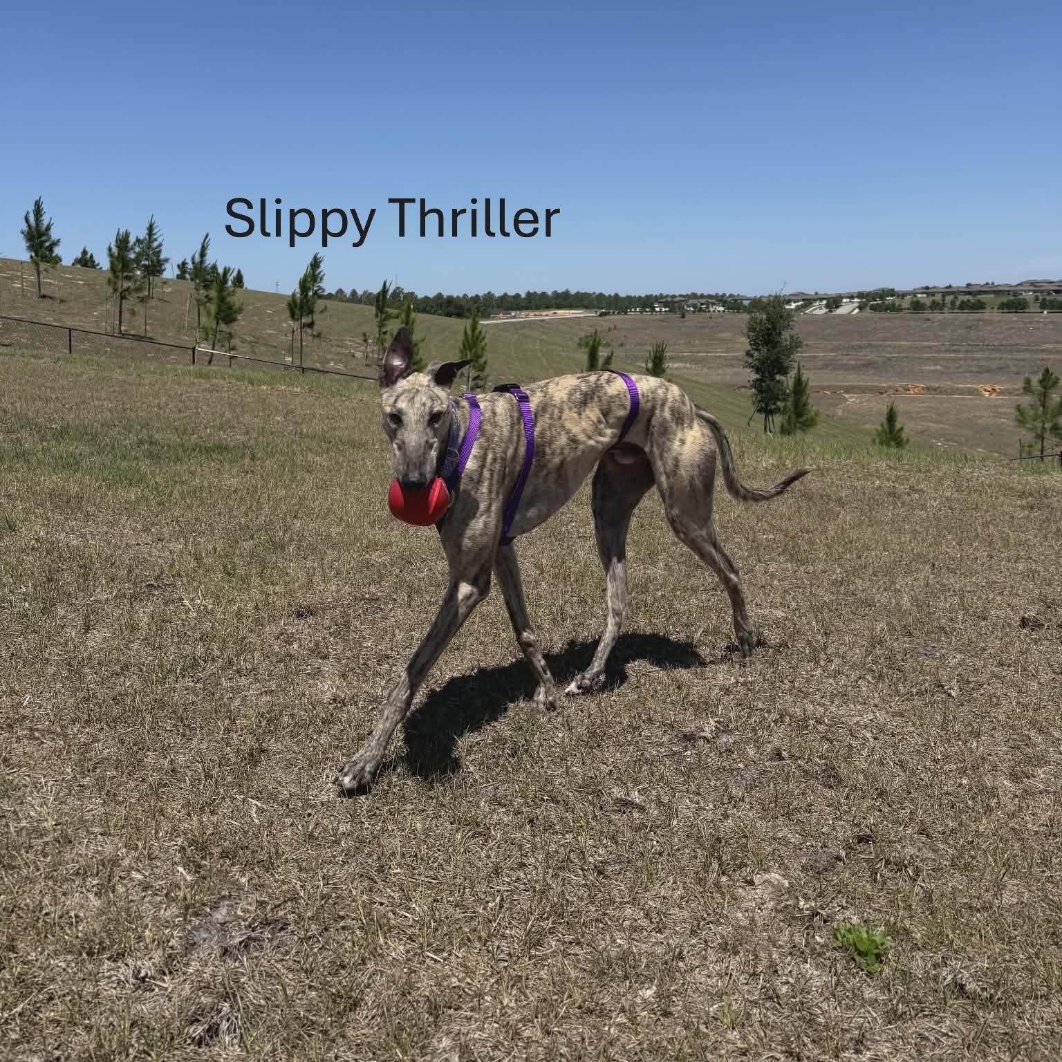 Slippy Thriller (Phil), a ADOPTABLE Greyhound in North Port, FL image 3/3