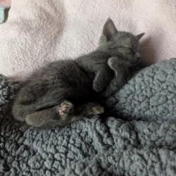 Purrloin, an adopted Domestic Short Hair in Annapolis, MD image 3/6