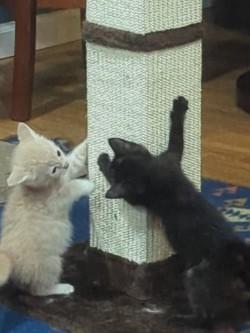 Purrloin, adopted, Kitten Female Domestic Short Hair.