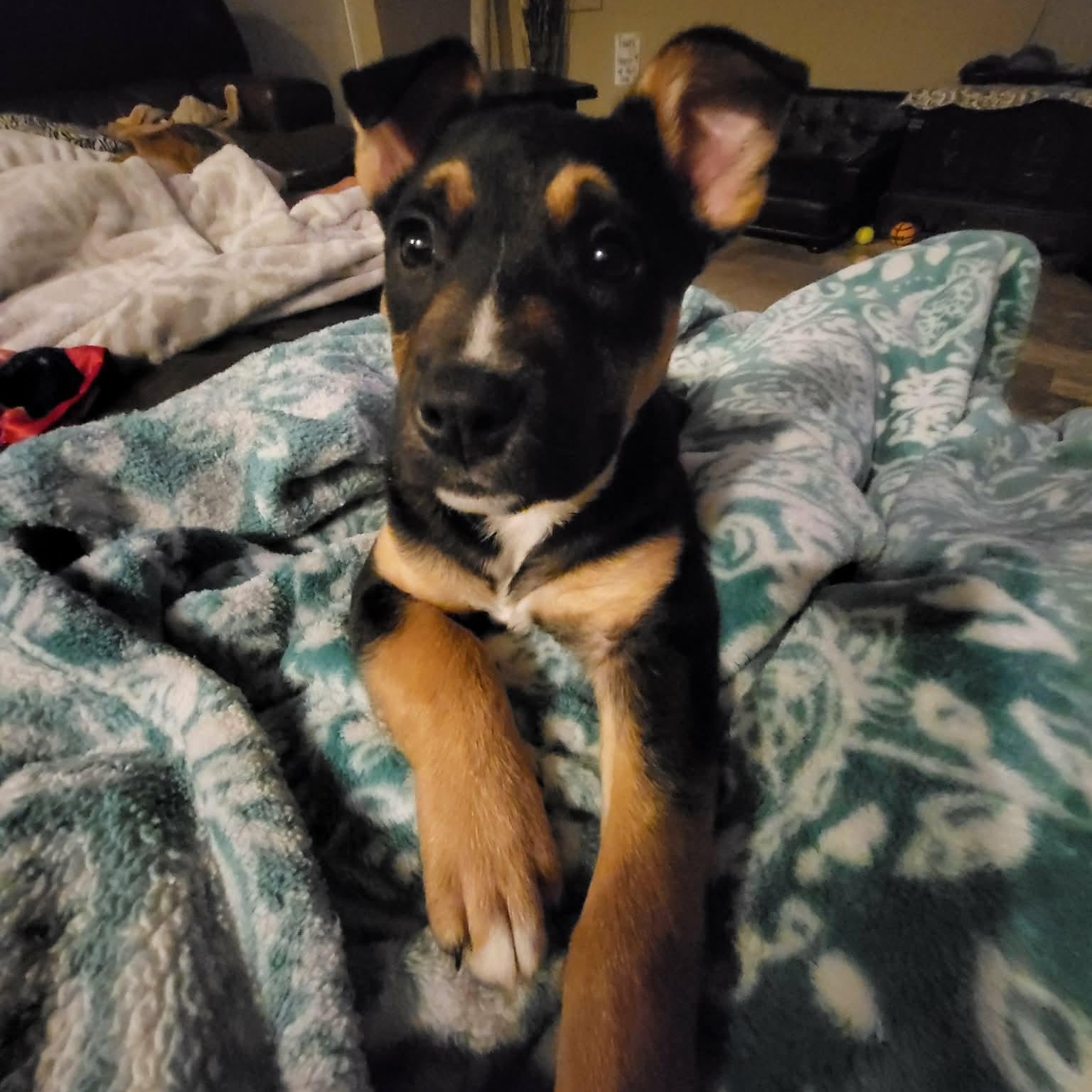 Hunter, adopted, Puppy Male Shepherd.