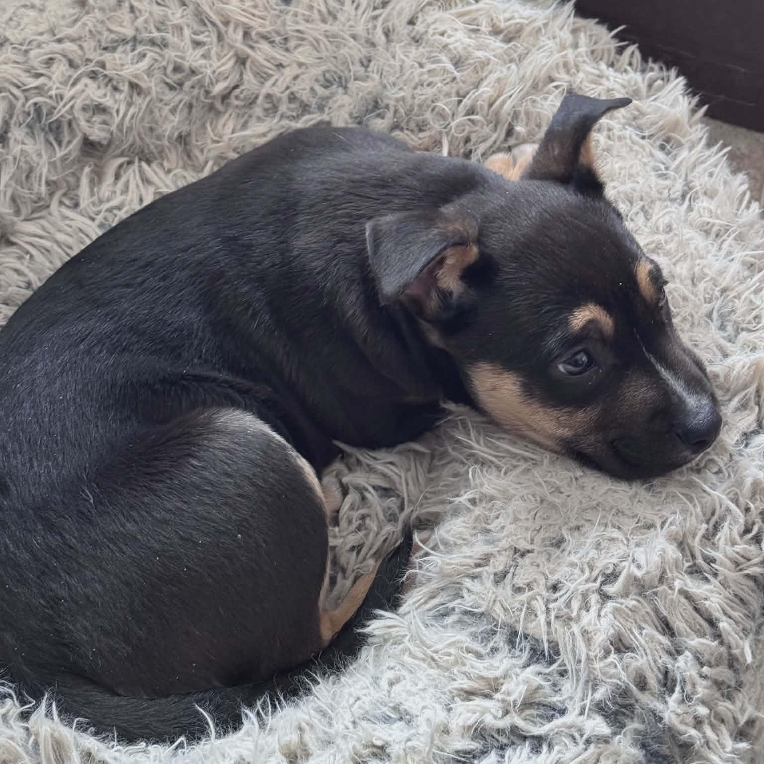 Enlarge Hunter, an adopted mixed breed in Sunderland, MD image 2/6