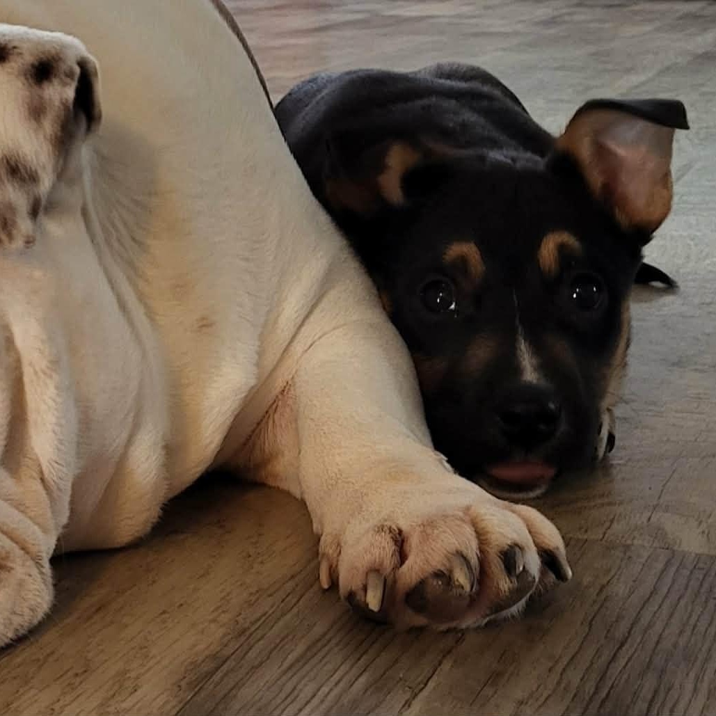 Enlarge Hunter, an adopted mixed breed in Sunderland, MD image 4/6