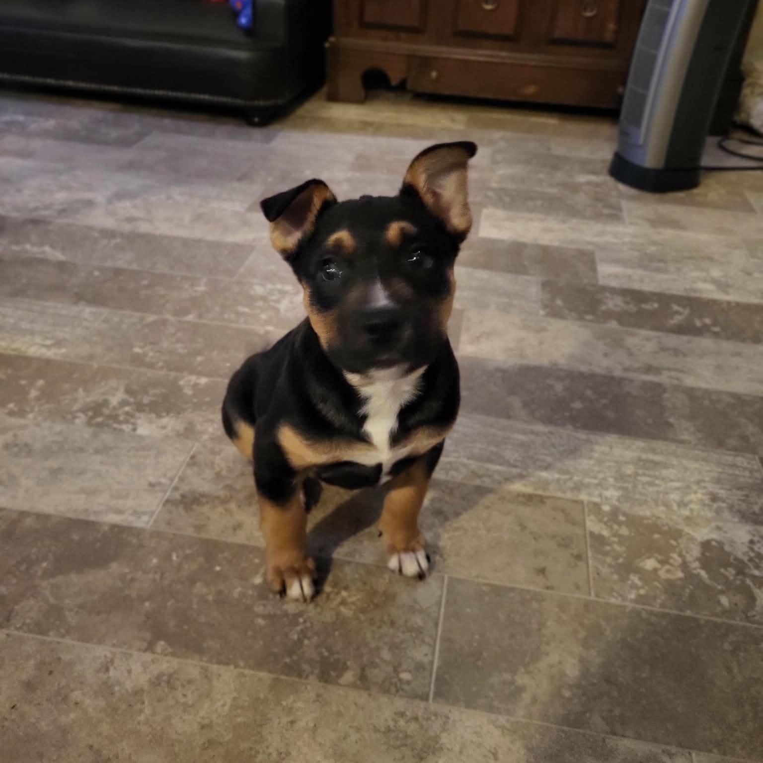 Enlarge Hunter, an adopted mixed breed in Sunderland, MD image 5/6