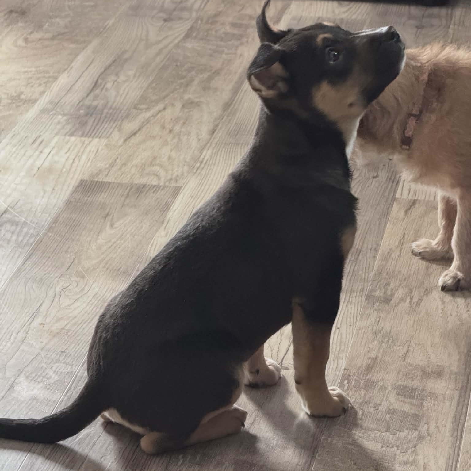 Enlarge Hunter, an adopted mixed breed in Sunderland, MD image 6/6